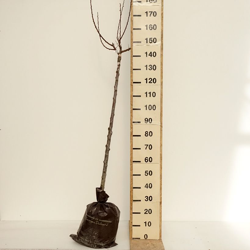 Exemplar von Aprikose Rouge Tardif Delbard 'Delmast' - Prunus armeniaca Plug "Fertig-zum-Pflanzen", HalbstammGelieferte Höhe ca. 160cm wie im Frühjahr geliefert
