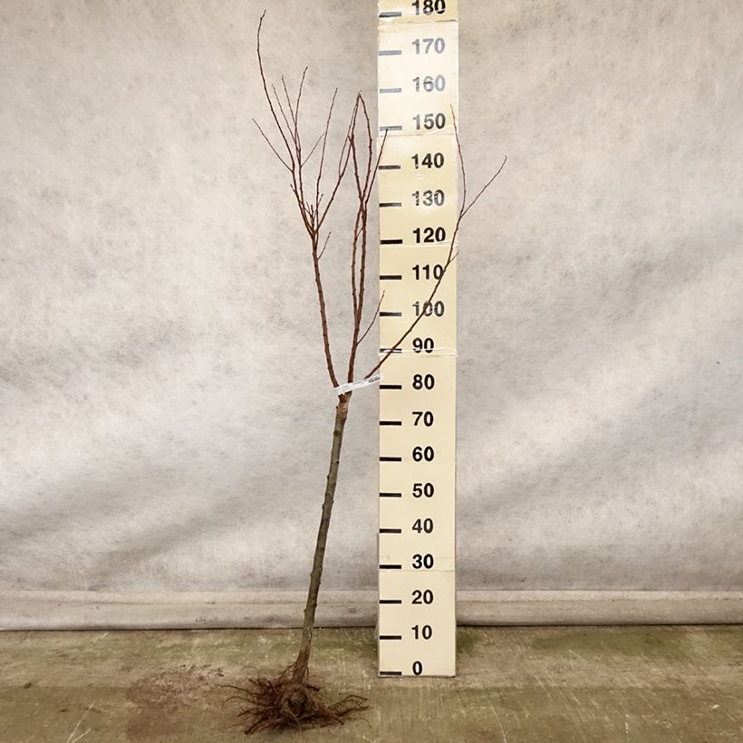 Exemplar von Aprikose Rouge Tardif Delbard 'Delmast' - Prunus armeniaca Wurzelnackt, Gobelet-Form wie im Herbst geliefert