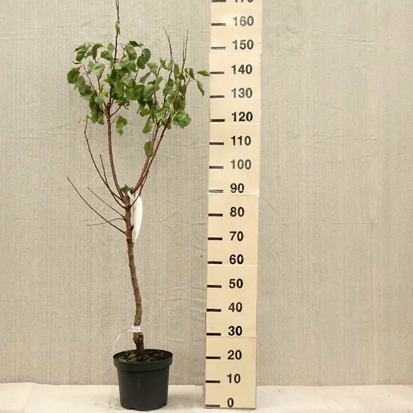 Exemplar von Aprikose Royal - Prunus armeniaca Topf mit 7,5L/10L, Gobelet-Form wie im Herbst geliefert