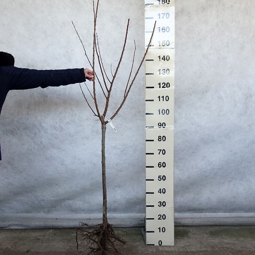 Exemplar von Aprikose Rustique Des Pyrénées bourquin - Prunus armeniaca Wurzelnackt, Gobelet-FormGelieferte Höhe ca. 140/160cm wie im Winter geliefert