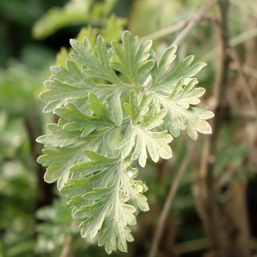 Wermut - Artemisia absinthium (Laub)