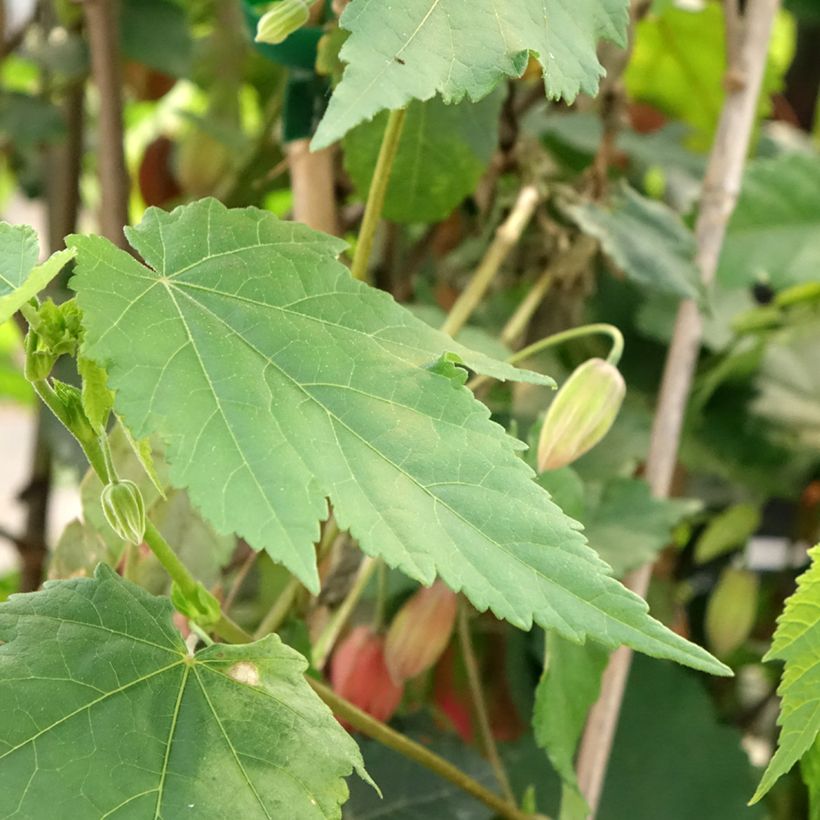 Abutilon Pink Charm - Schönmalve (Laub)