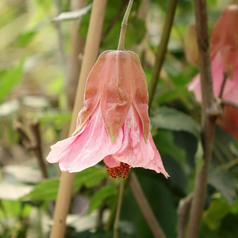 Abutilon Pink Charm - Schönmalve (Blüte)