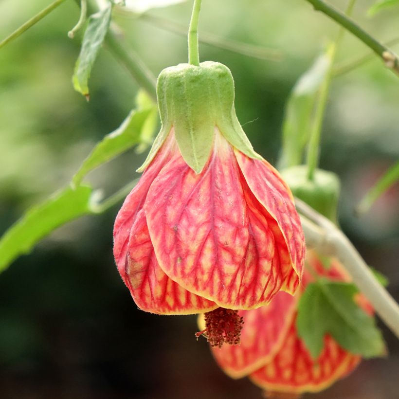 Abulilon striatum Redvein - Schönmalve (Blüte)