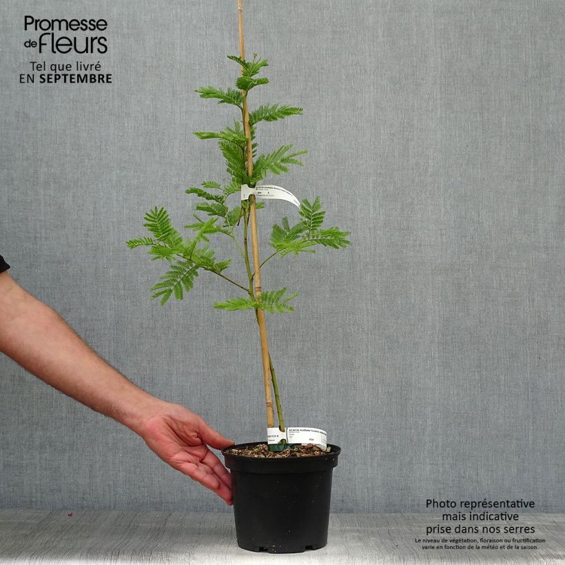 Exemplar von Acacia dealbata Gaulois Astier - Silber-Akazie Topf mit 2L/3L wie im Herbst geliefert