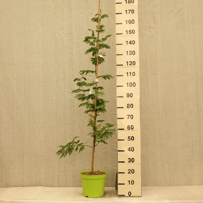 Exemplar von Acacia dealbata Gaulois Astier - Silber-Akazie Topf mit 7,5L/10L wie im Sommer geliefert