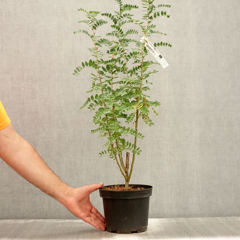 Exemplar von Caragana arborescens - Erbsenstrauch Topf mit 2L/3L wie im Sommer geliefert