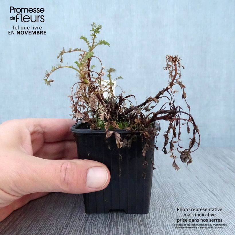 Exemplar von Acaena saccaticupula Blue Haze - Stachelnüßchen Kleine Töpfe von 8/9 cm wie im Herbst geliefert