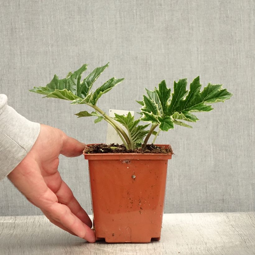 Exemplar von Acanthus mollis Whitewater - Weicher Akanthus Topf mit 1L/1,5L wie im Sommer geliefert