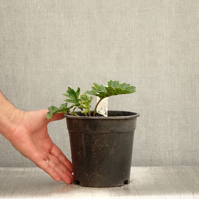 Exemplar von Acanthus mollis Whitewater - Weicher Akanthus Topf mit 2L/3L wie im Sommer geliefert