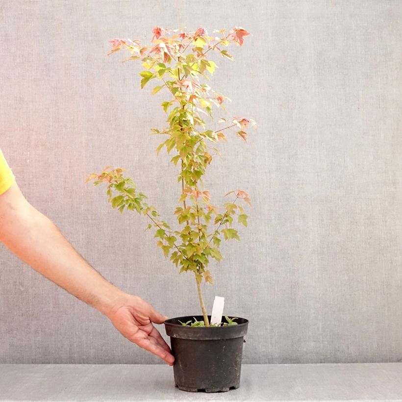 Exemplar von Dreispitz-Ahorn - Acer buergerianum Topf mit 2L/3L wie im Sommer geliefert