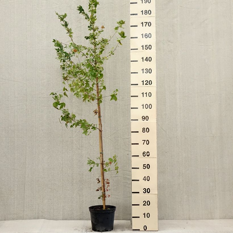 Exemplar von Dreispitz-Ahorn - Acer buergerianum Topf mit 4L/5LGelieferte Höhe ca. 180/200cm wie im Sommer geliefert