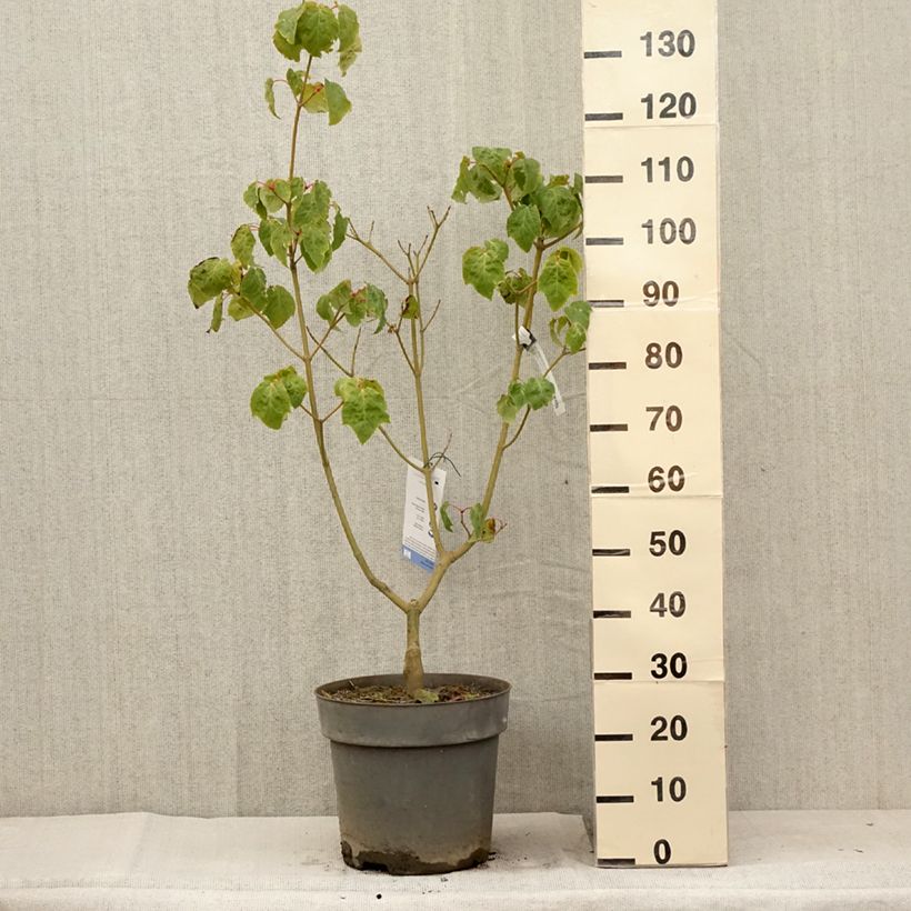 Exemplar von Strauchahorn Silver Vein - Acer conspicuum Topf mit 12L/15L wie im Sommer geliefert