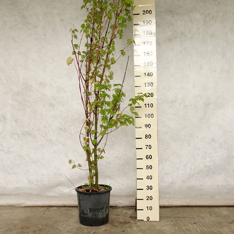 Exemplar von Schlangenhautahorn - Acer davidii Topf mit 20L/25L wie im Sommer geliefert