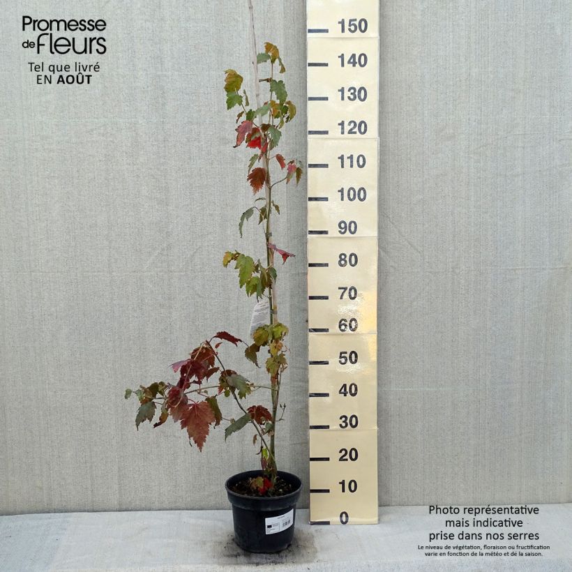 Exemplar von Schlangenhautahorn - Acer davidii Topf mit 4L/5L wie im Sommer geliefert