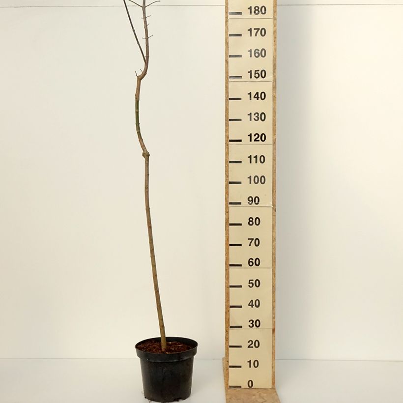 Exemplar von Eschen-Ahorn Auratum - Acer negundo Topf mit 7,5L/10LGelieferte Höhe ca. 140/160cm wie im Winter geliefert