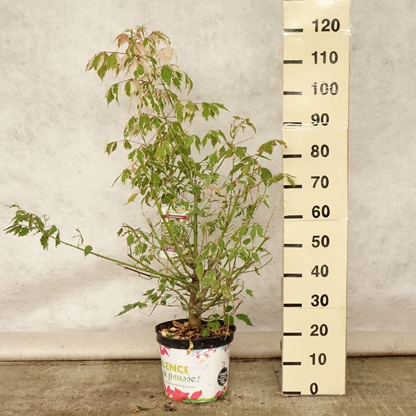 Exemplar von Eschen-Ahorn Flamingo - Acer negundo Topf mit 7,5L/10L wie im Sommer geliefert