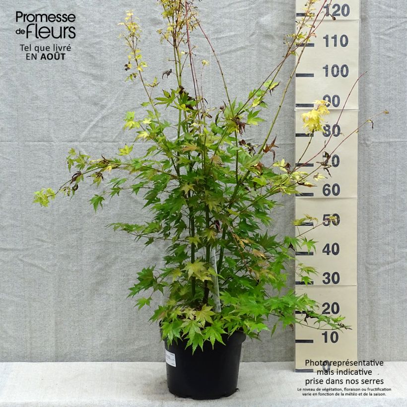 Exemplar von Fächerahorn Orange Dream - Acer palmatum Topf mit 7,5L/10L wie im Sommer geliefert