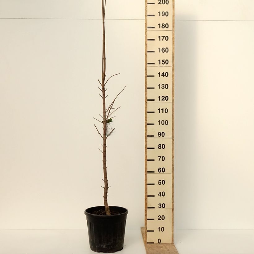 Exemplar von Spitz-Ahorn Columnare - Acer platanoides Topf mit 20L/25LGelieferte Höhe ca. 200/220cm wie im Winter geliefert