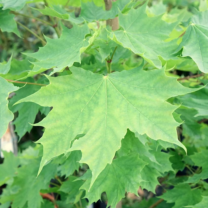 Spitz-Ahorn Columnare - Acer platanoides (Laub)
