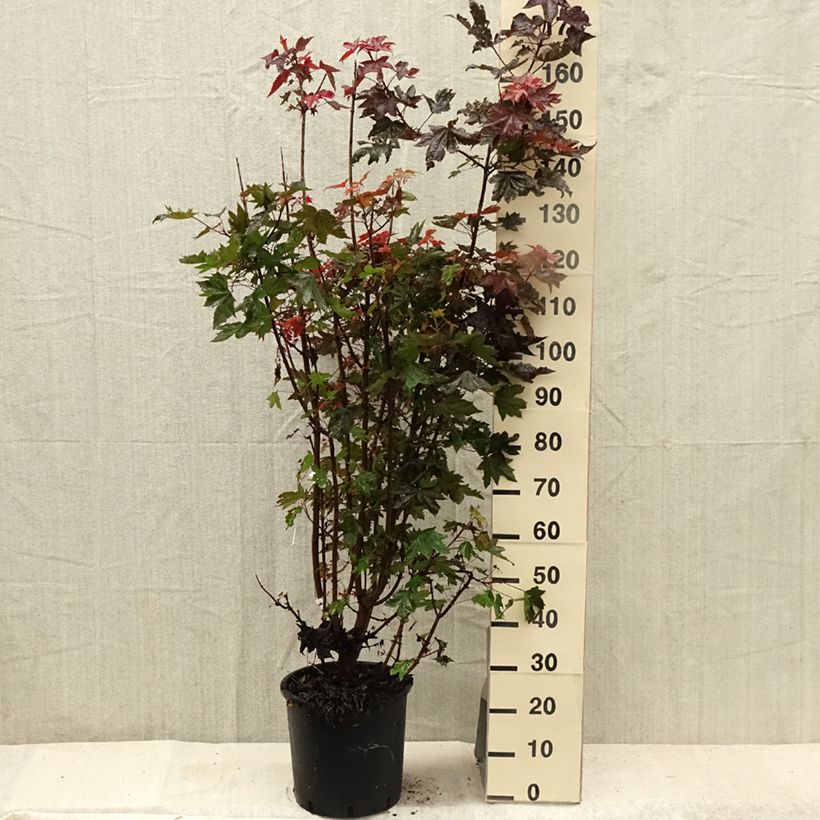 Exemplar von Spitz-Ahorn Crimson Sentry - Acer platanoides Topf mit 12L/15L wie im Sommer geliefert