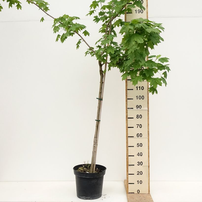 Exemplar von Spitz-Ahorn Maculatum - Acer platanoides Topf mit 12L/15L wie im Frühjahr geliefert