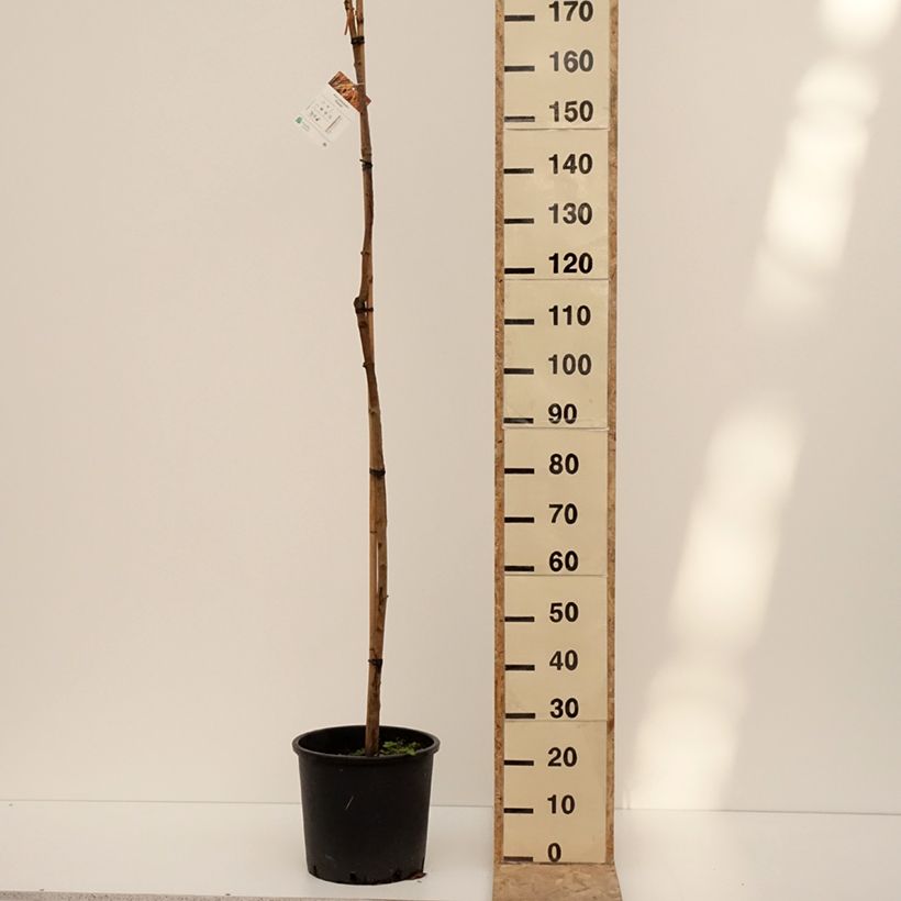 Exemplar von Spitz-Ahorn Paldiski - Acer platanoides Topf mit 12L/15LGelieferte Höhe ca. 120/140cm wie im Winter geliefert