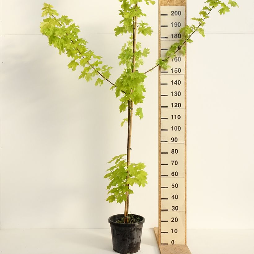 Exemplar von Spitz-Ahorn Prigo Princeton Gold - Acer platanoides Topf mit 20L/25L wie im Frühjahr geliefert