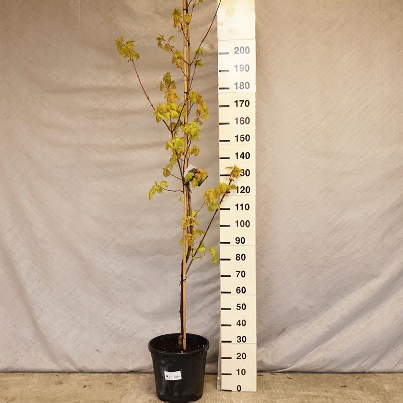 Exemplar von Spitz-Ahorn Royal Red - Acer platanoides Topf mit 20L/25L wie im Frühjahr geliefert