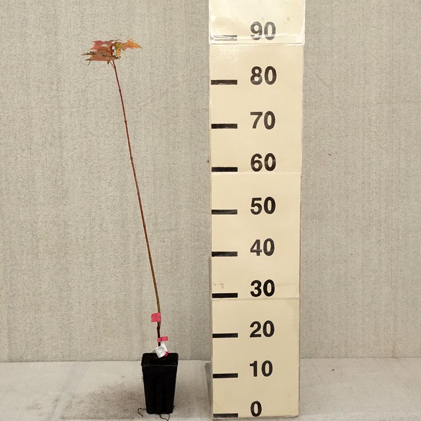 Exemplar von Rot-Ahorn Armstrong Gold - Acer rubrum Topf mit 1L/1,5L wie im Herbst geliefert