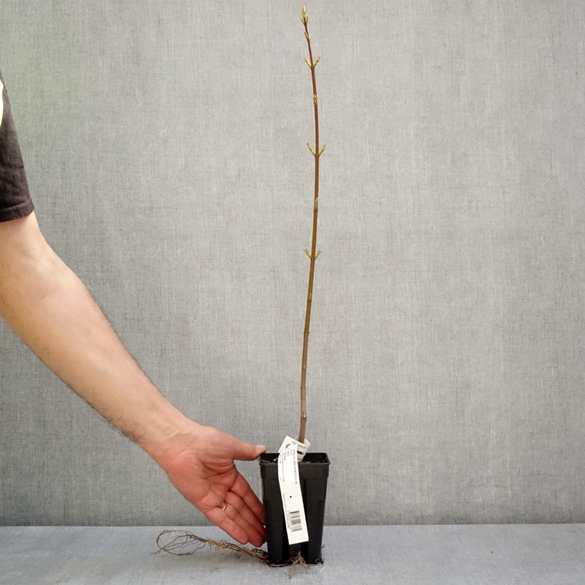 Exemplar von Rot-Ahorn Armstrong Gold - Acer rubrum Topf mit 1L/1,5LGelieferte Höhe ca. 30/40cm wie im Frühjahr geliefert
