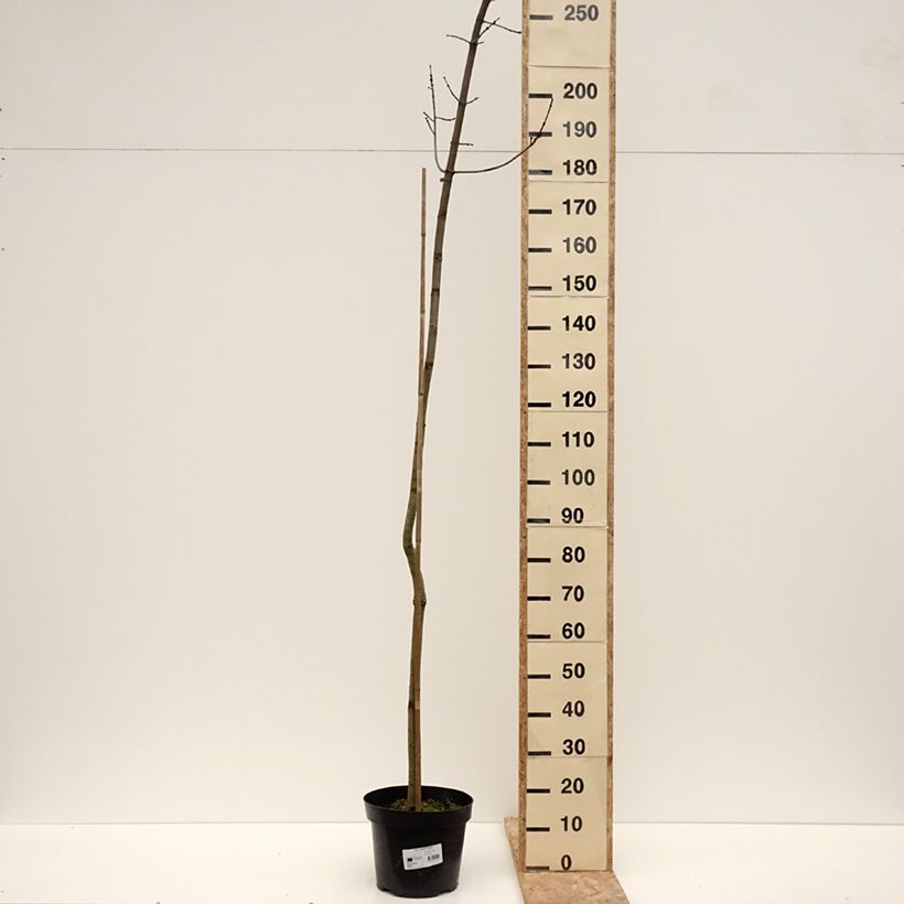 Exemplar von Rot-Ahorn Sekka - Acer rubrum Topf mit 4L/5LGelieferte Höhe ca. 220/250cm wie im Winter geliefert