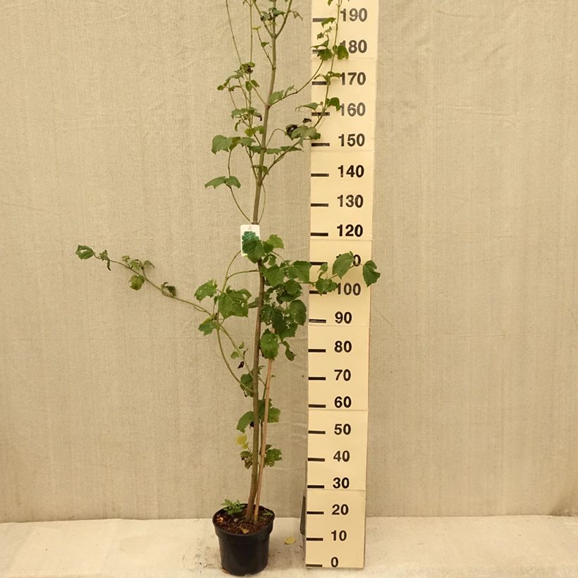 Exemplar von Rotnerviger Schlangenhautahorn - Acer rufinerve Topf mit 4L/5L wie im Sommer geliefert