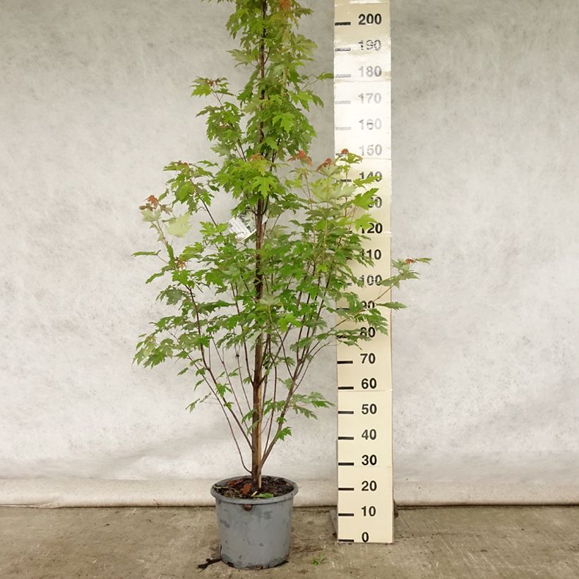 Exemplar von Silber-Ahorn Pyramidale - Acer saccharinum Topf mit 12L/15L wie im Sommer geliefert