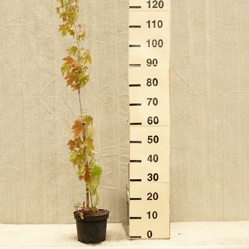 Exemplar von Silber-Ahorn Pyramidale - Acer saccharinum Topf mit 3L/4L wie im Sommer geliefert