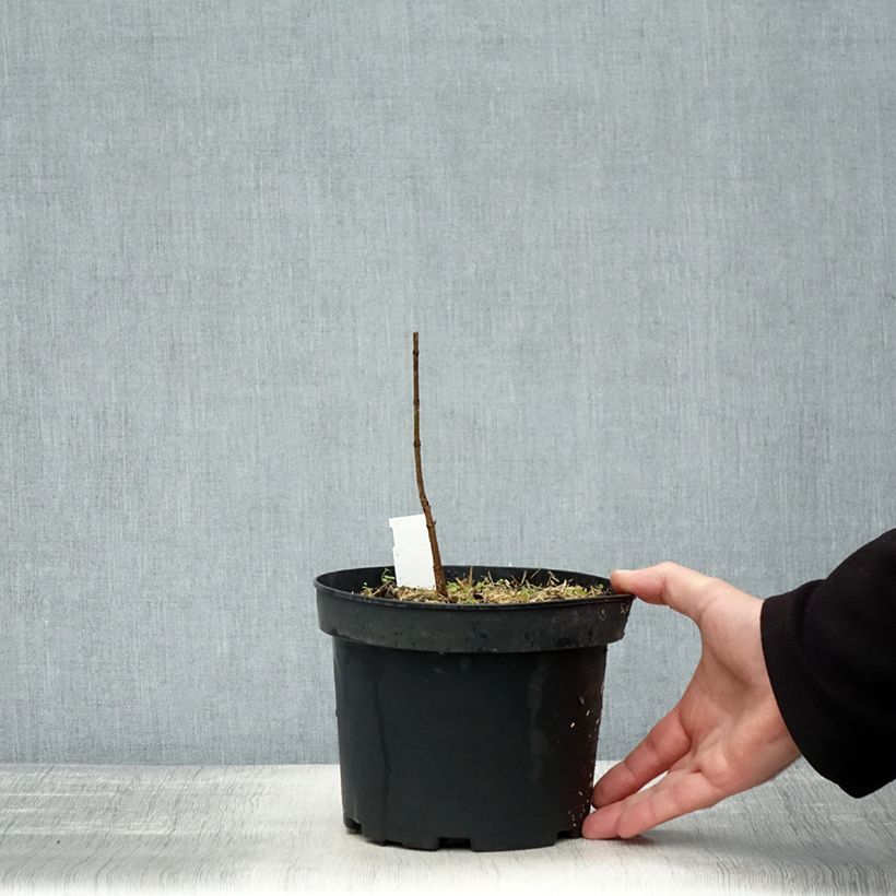 Exemplar von Echter Zucker-Ahorn - Acer saccharum Topf mit 3L/4LGelieferte Höhe ca. 10cm wie im Herbst geliefert