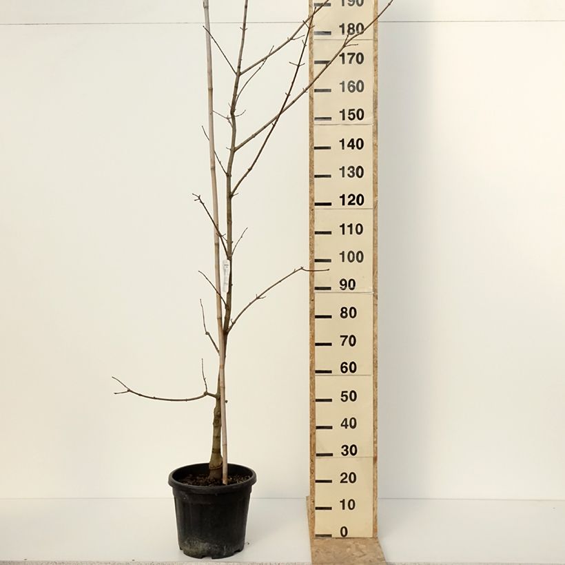 Exemplar von Ahorn Annae - Acer x zoeschense Topf mit 12L/15LGelieferte Höhe ca. 240/+cm wie im Winter geliefert