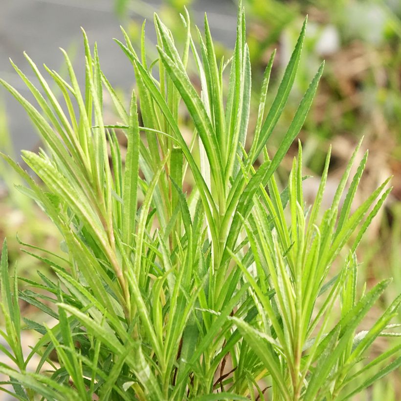Achillea ptarmica - Sumpf-Schafgarbe (Laub)