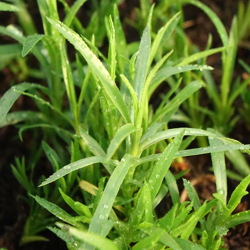Achillea ptarmica - Sumpf-Schafgarbe (Laub)