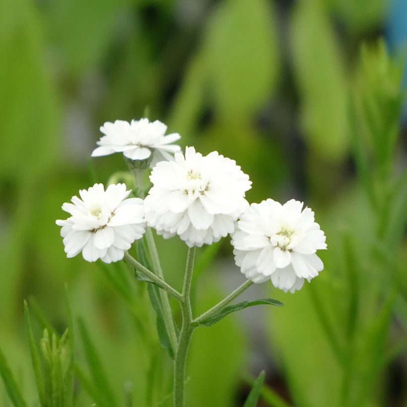 Achillea ptarmica - Sumpf-Schafgarbe (Blüte)