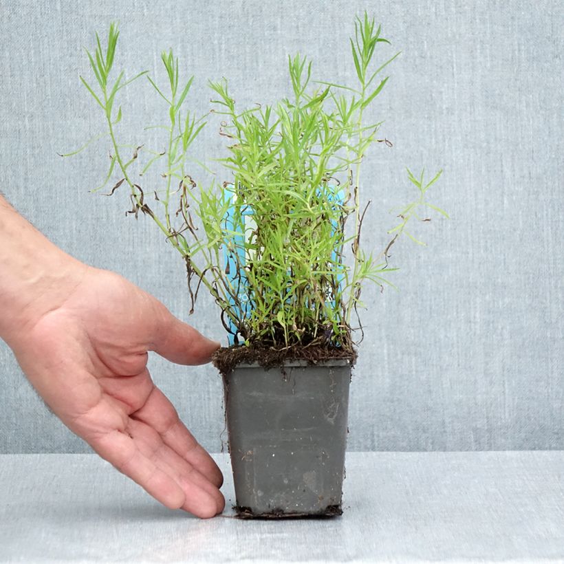 Exemplar von Achillea ptarmica - Sumpf-Schafgarbe Kleine Töpfe von 8/9 cm wie im Sommer geliefert