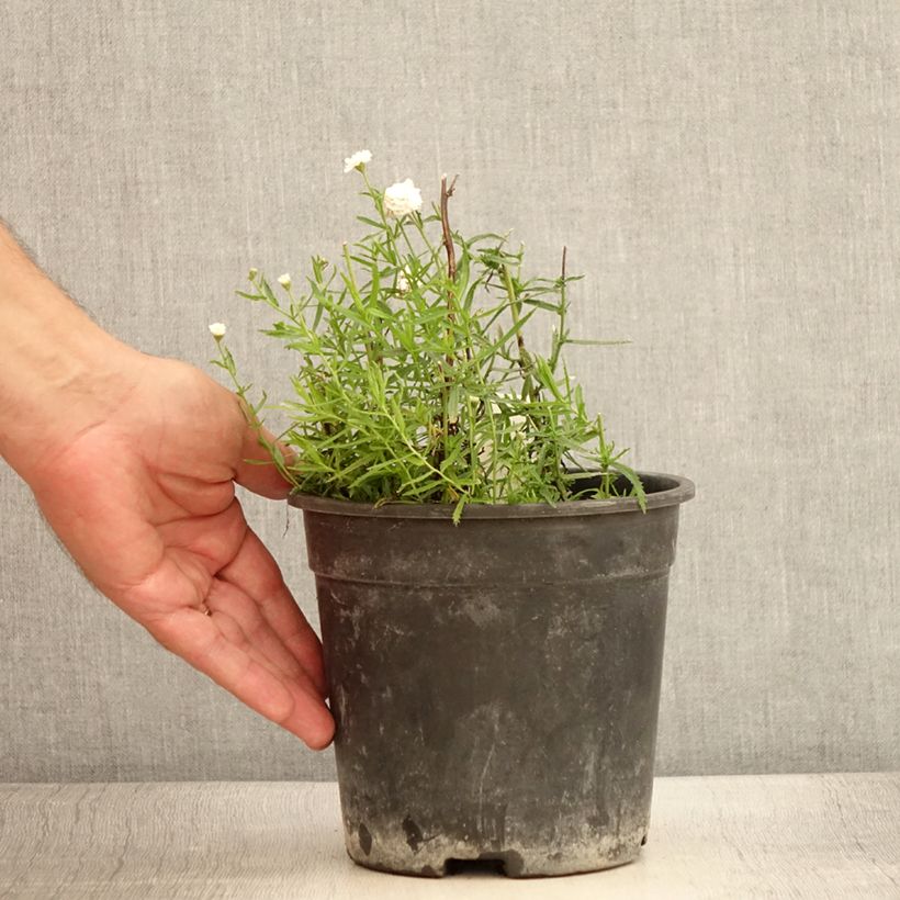 Exemplar von Achillea ptarmica Diadem - Sumpf-Schafgarbe Topf mit 2L/3L wie im Sommer geliefert
