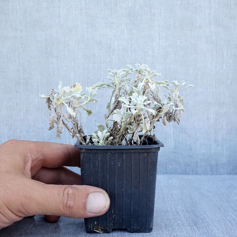 Exemplar von Achillea umbellata - Griechische Silber-Garbe Kleine Töpfe von 8/9 cm wie im Sommer geliefert