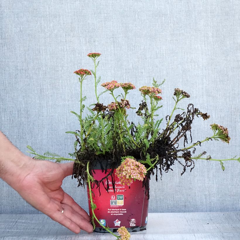 Exemplar von Achillea millefolium Desert Eve Red - Gemeine Schafgarbe Topf mit 2L/3L wie im Sommer geliefert