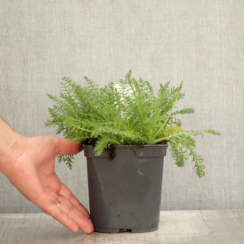 Exemplar von Achillea millefolium Desert Eve Terracotta - Gemeine Schafgarbe Topf mit 2L/3L wie im Sommer geliefert