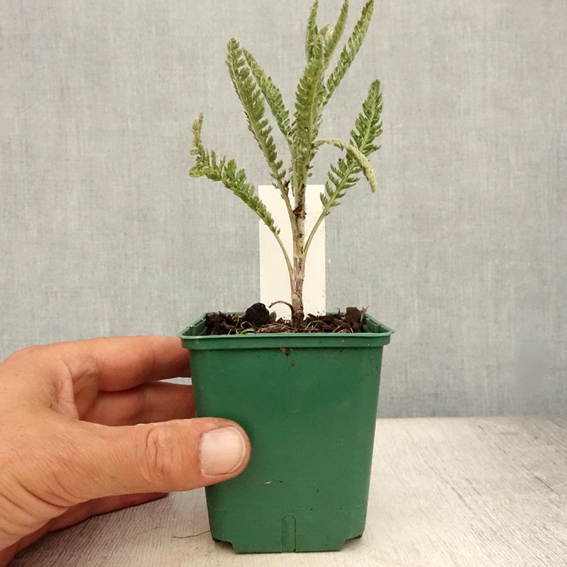 Exemplar von Achillea millefolium Alabaster - Gemeine Schafgarbe Kleine Töpfe von 8/9 cm wie im Sommer geliefert