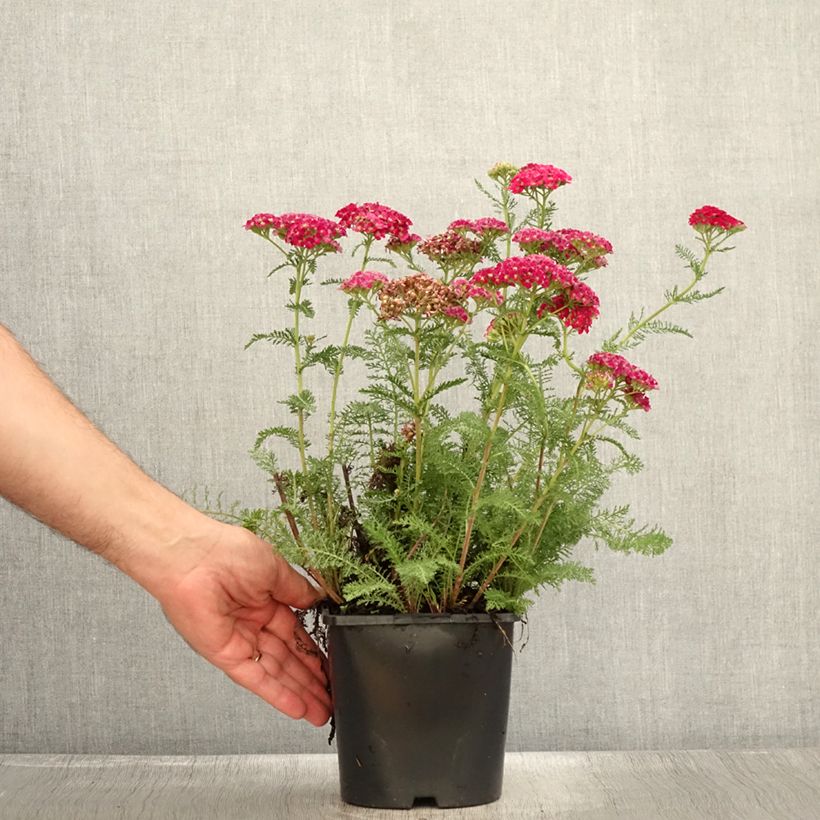 Exemplar von Achillea millefolium Tutti Frutti Apricot Delight - Gemeine Schafgarbe Topf mit 2L/3L wie im Sommer geliefert