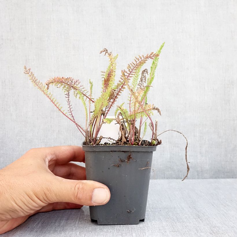 Exemplar von Achillea millefolium Apfelblute - Gemeine Schafgarbe Kleine Töpfe von 8/9 cm wie im Sommer geliefert