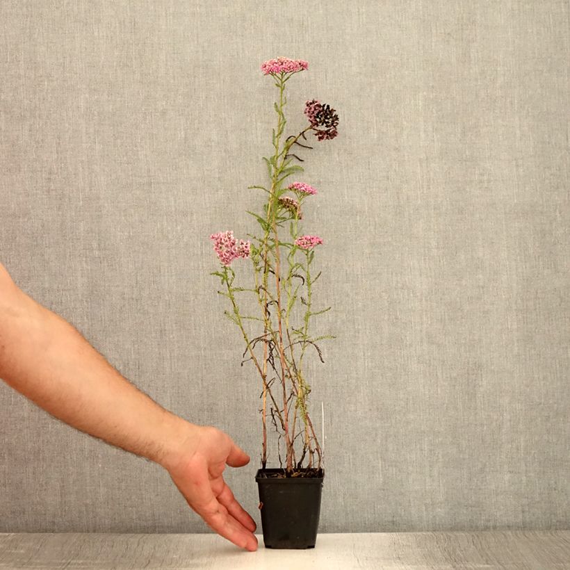 Exemplar von Achillea millefolium Excel - Gemeine Schafgarbe Kleine Töpfe von 8/9 cm wie im Sommer geliefert