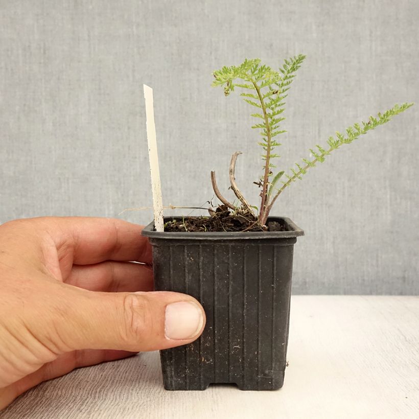 Exemplar von Achillea millefolium Pomegranate - Gemeine Schafgarbe Kleine Töpfe von 7/8 cm wie im Sommer geliefert